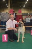 mona dogshow maasstricht dag 2 005